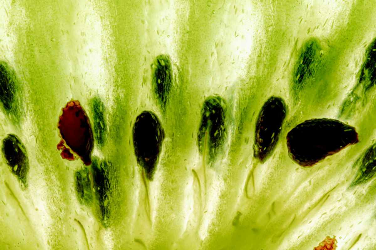 Granatäpfel - Polyphenole und Antioxidantien